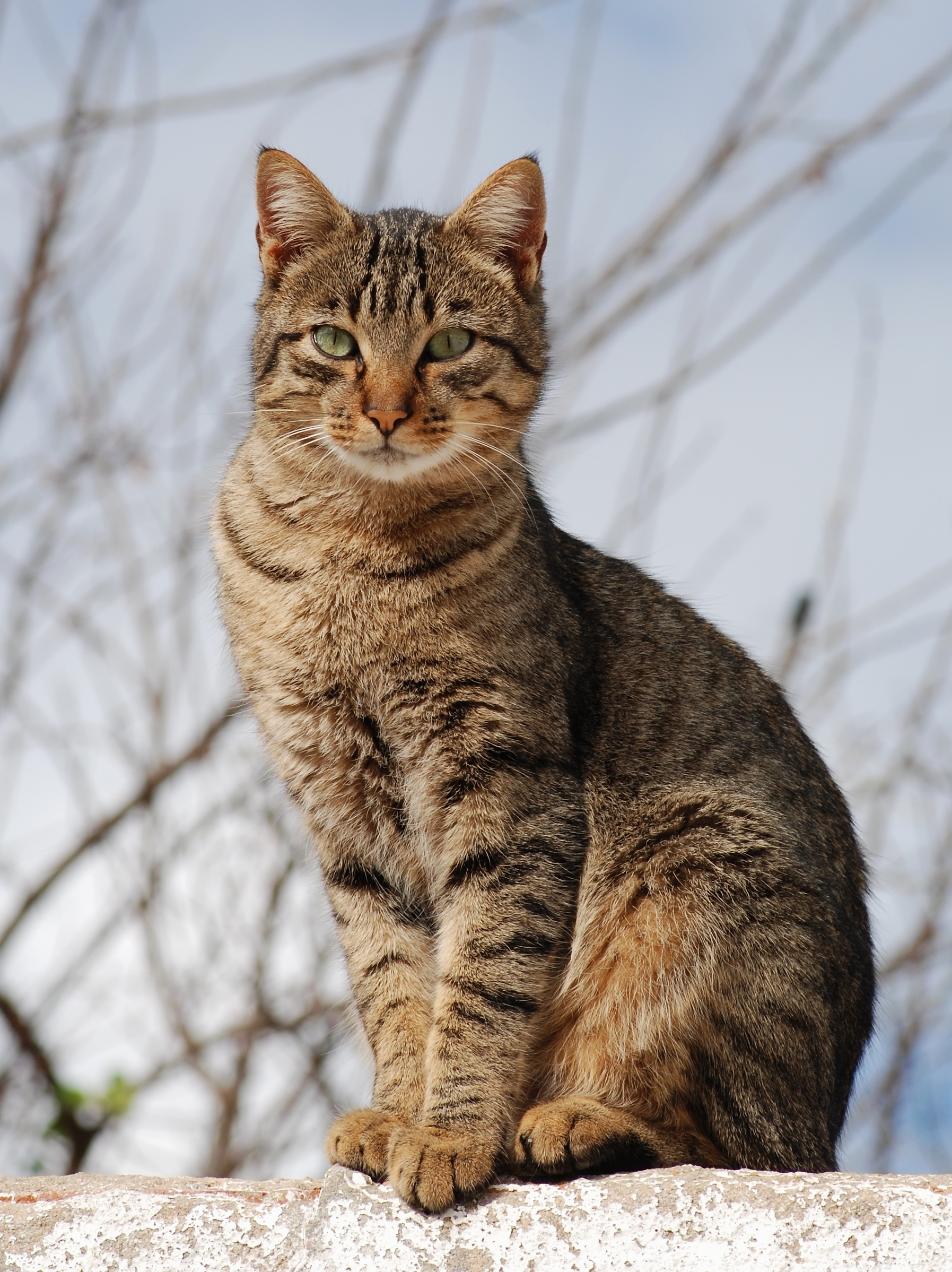 My cat for Grace