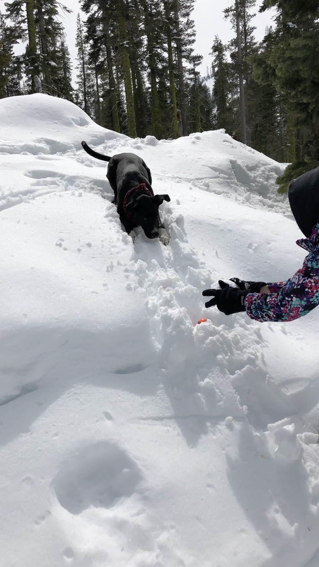 7A29770B-839C-4F15-9170-C04D356F0571_1_201_a.jpeg