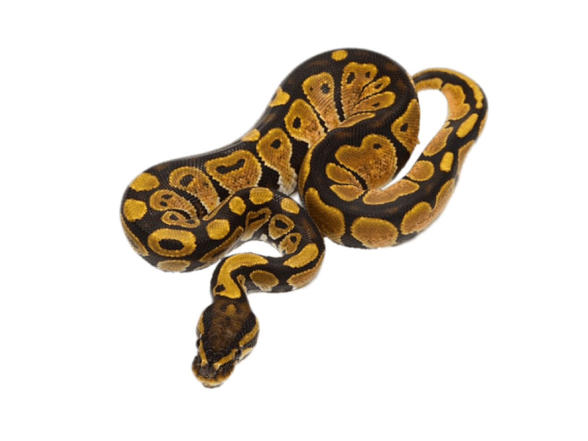 biggersnake.png