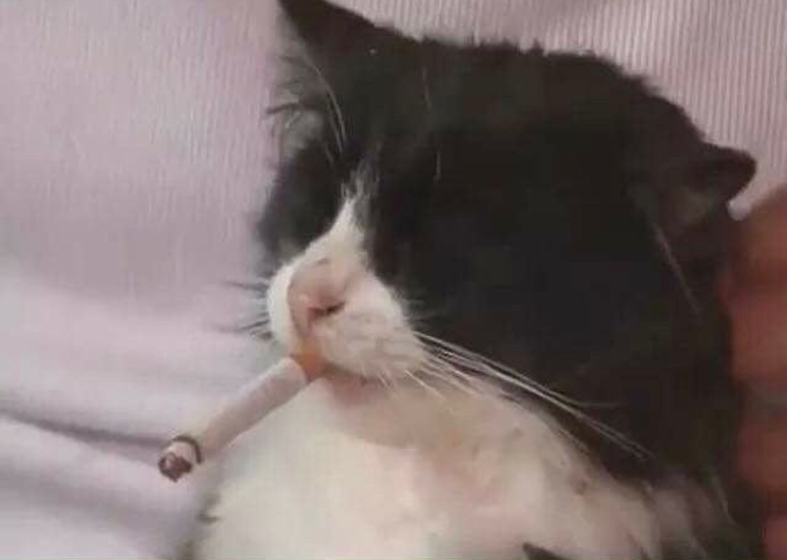 catCigarette.jpg