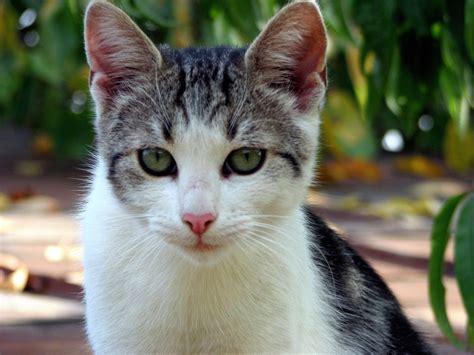 sussy_cat