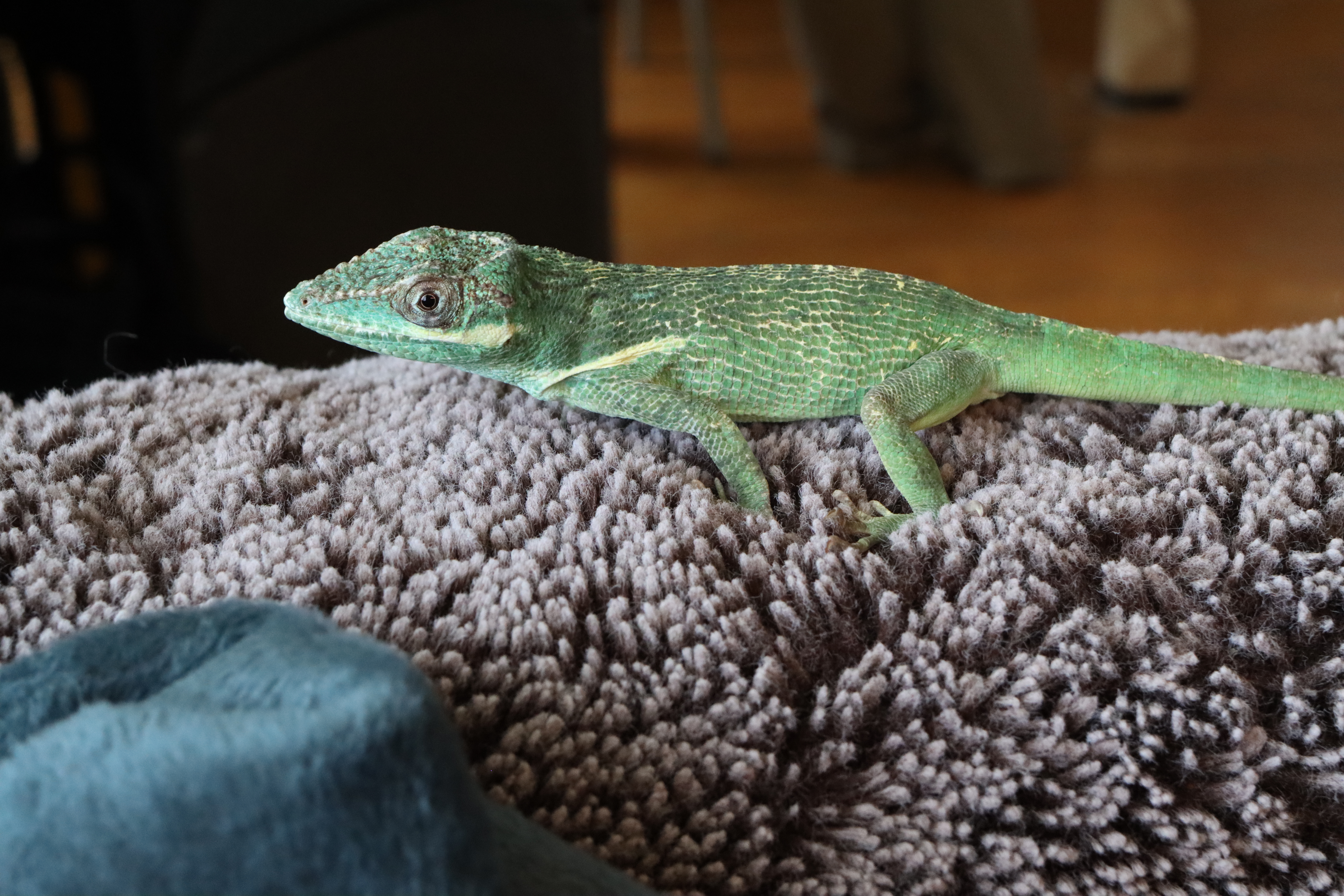 Athena the Knight Anole
