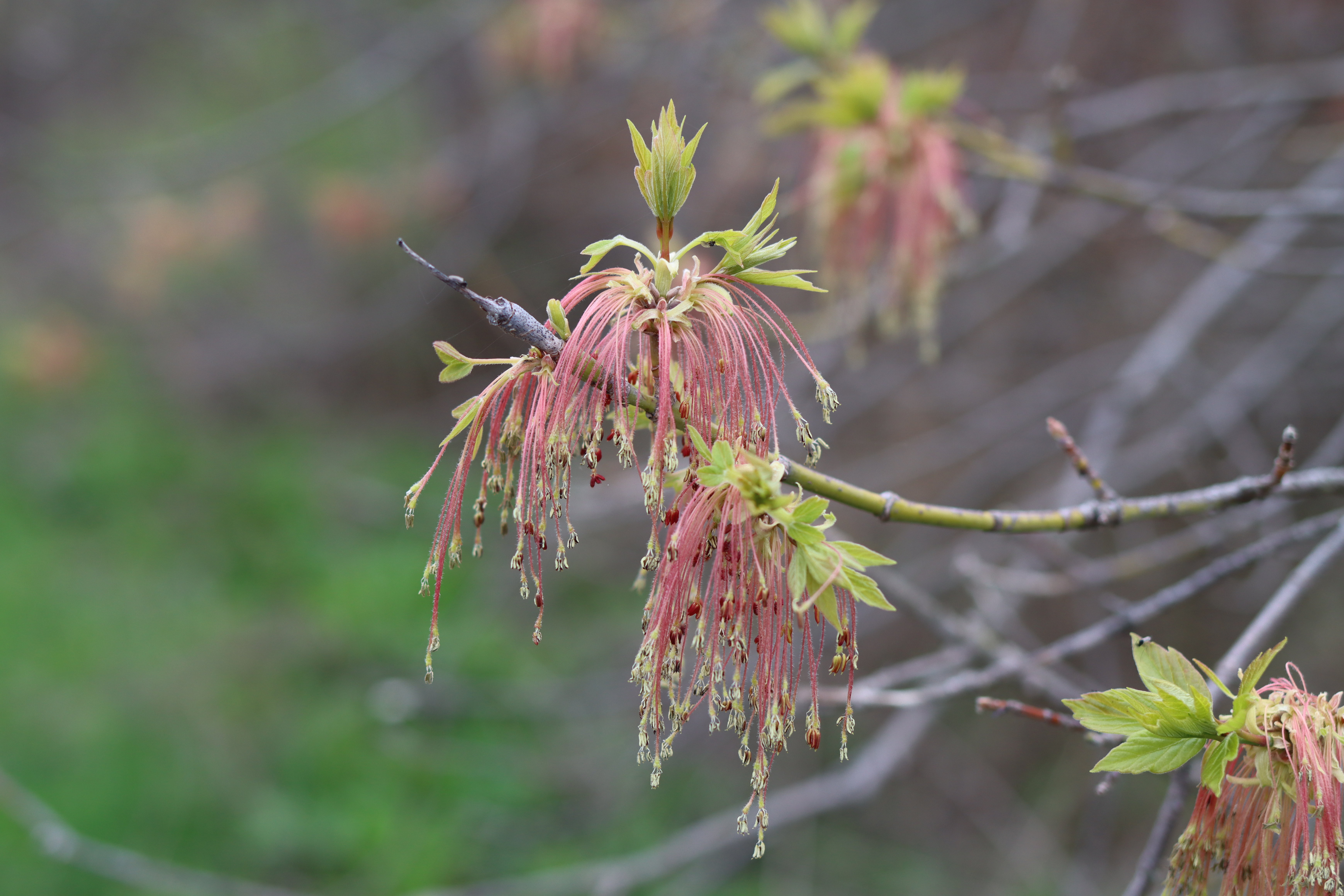 Box Elder