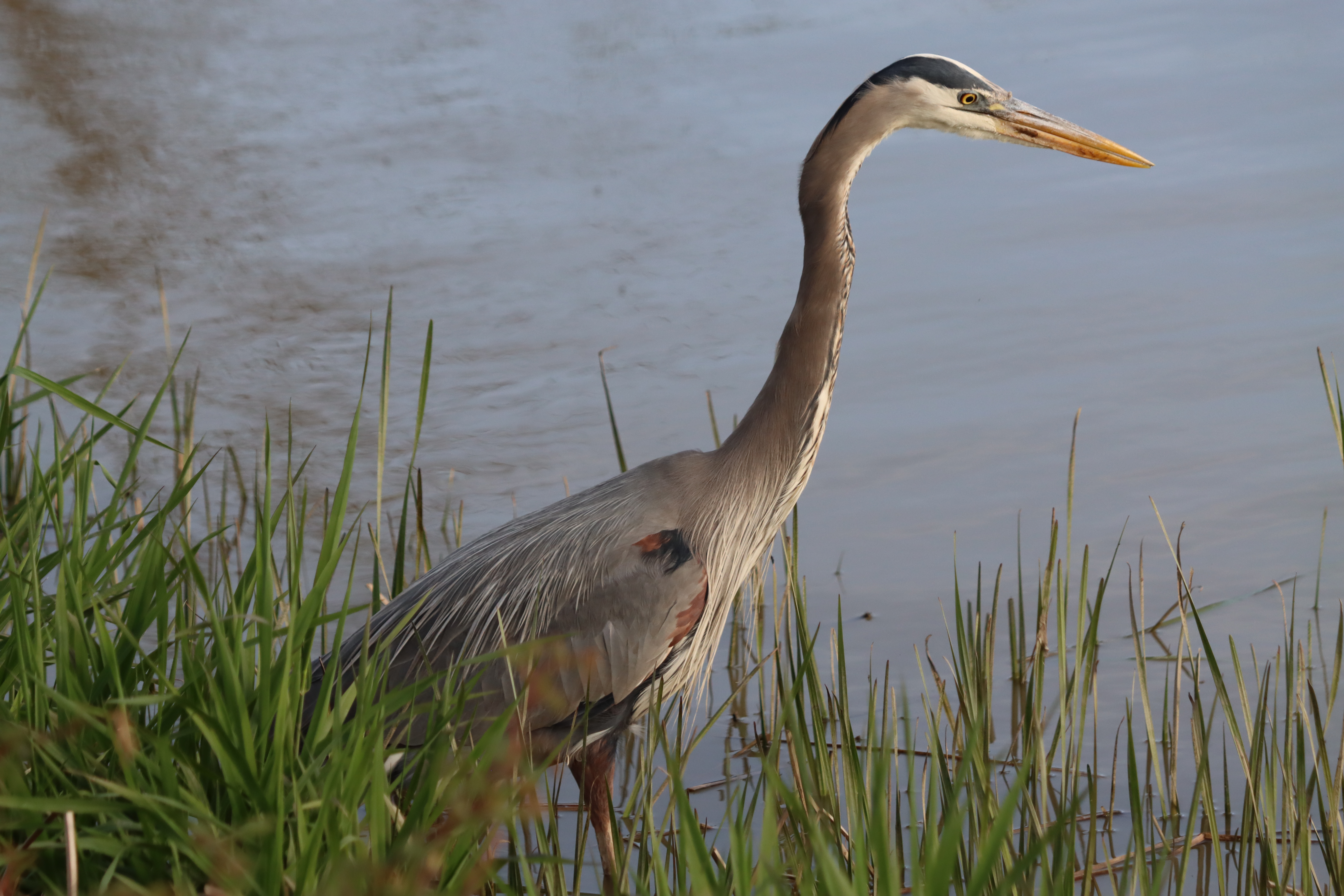 Great Blue Heron