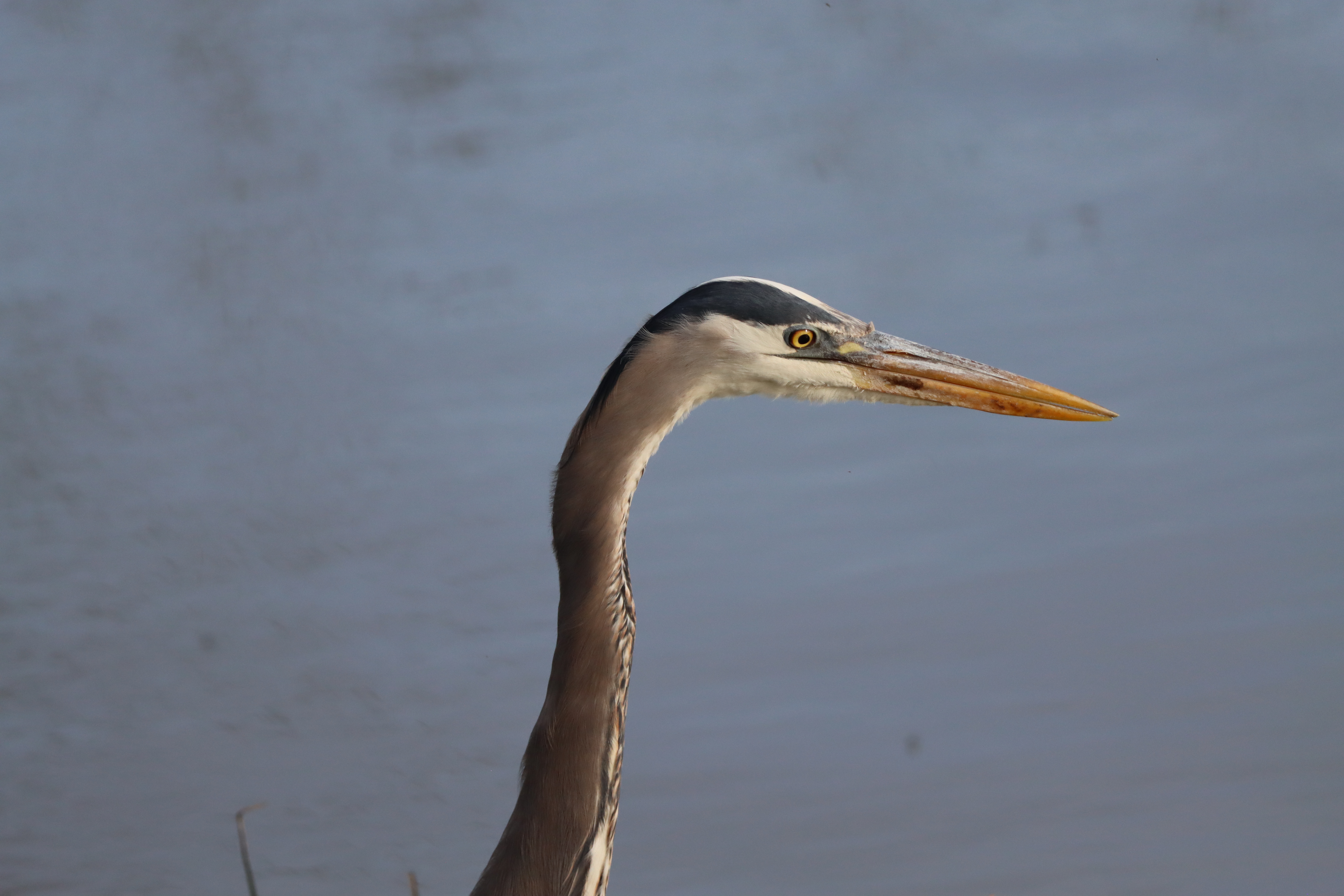 Great Blue Heron (even closer)