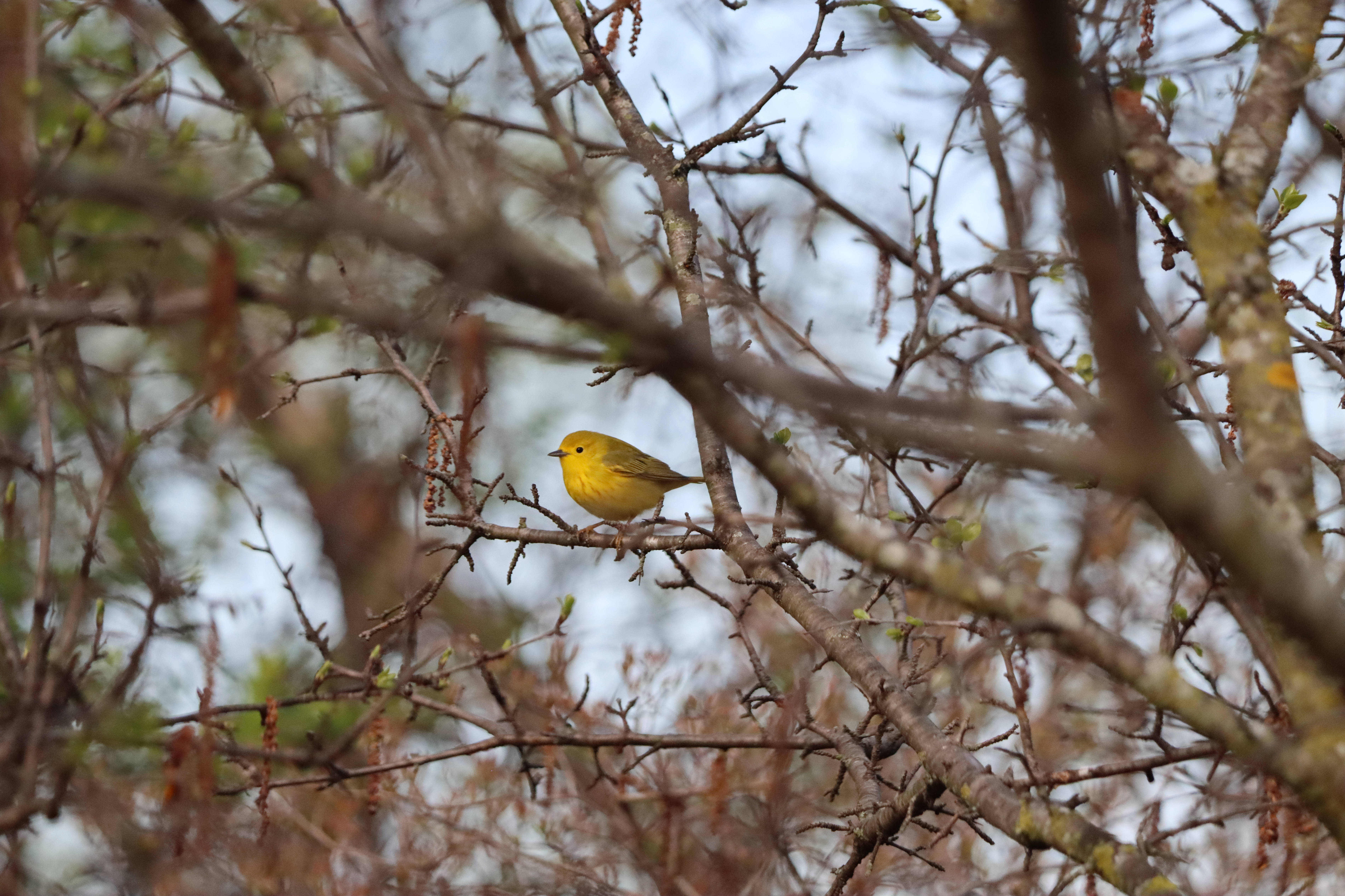 Yellow Warbler