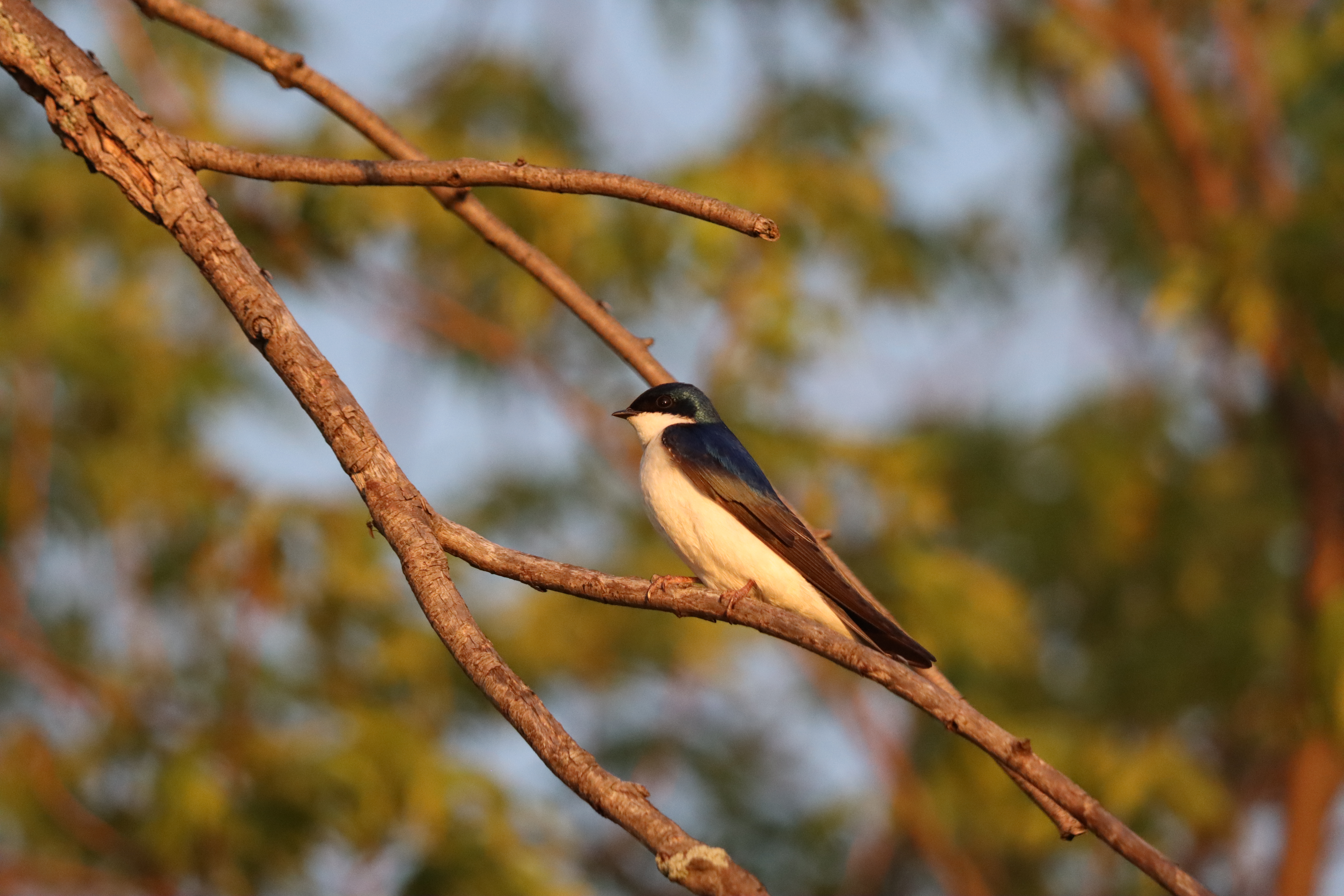 Tree Swallow