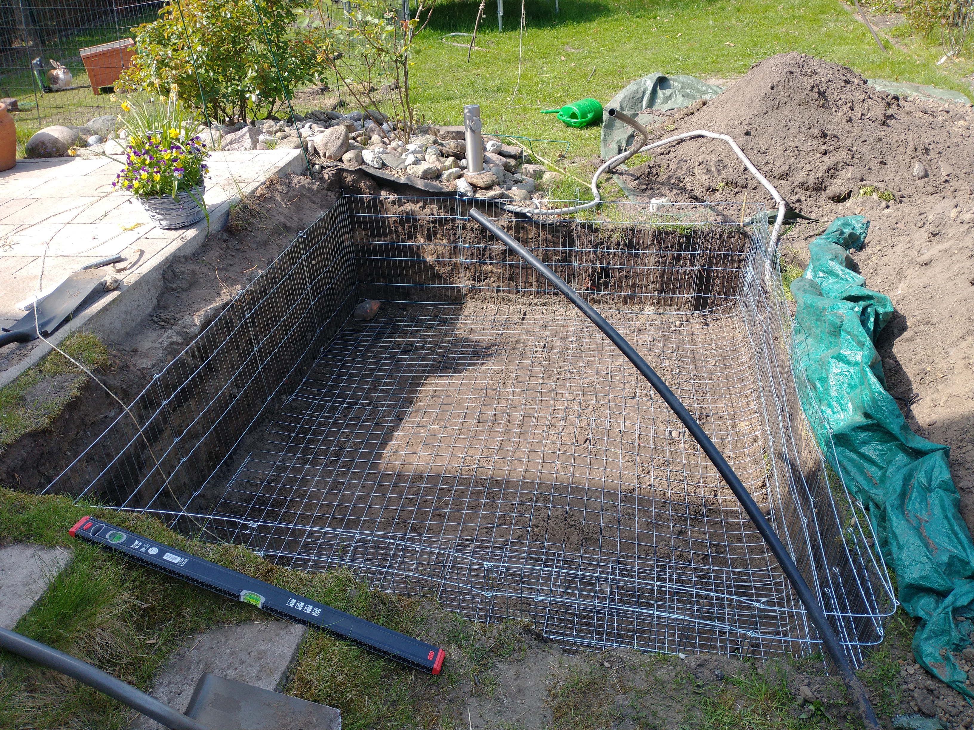 Rabbit digging pit