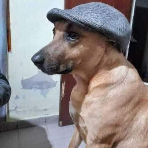 cachorro de boina