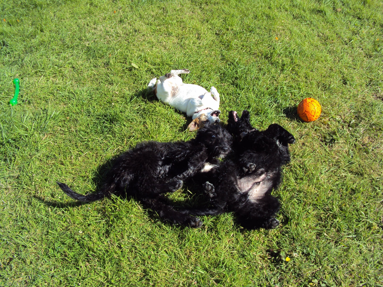 Mess_of_dogs