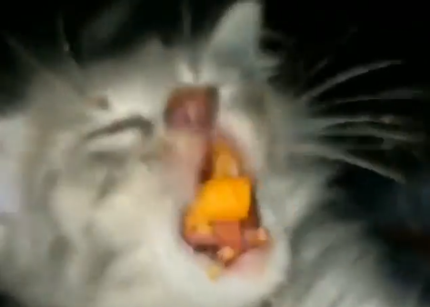 Cheetocat.png