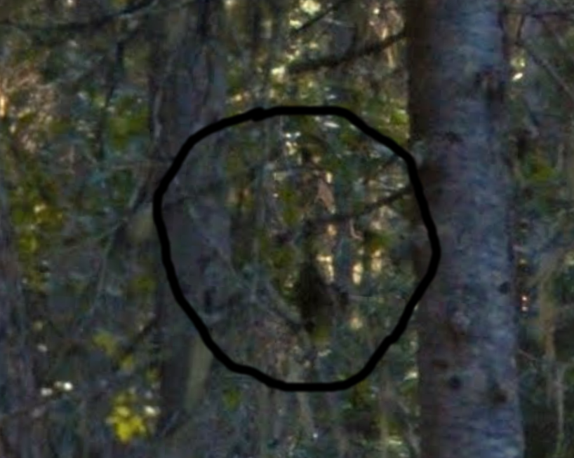 Zoomed in