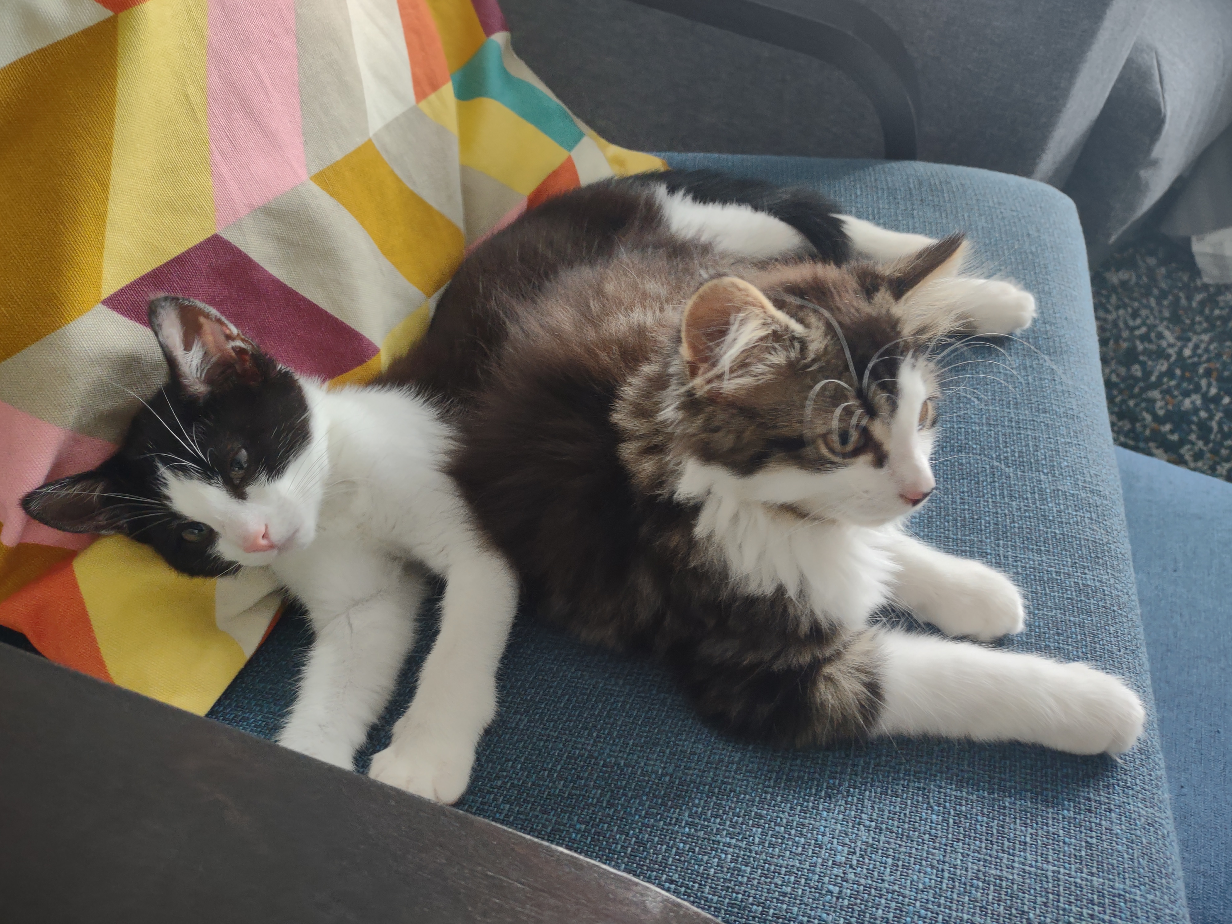 kittens on chair