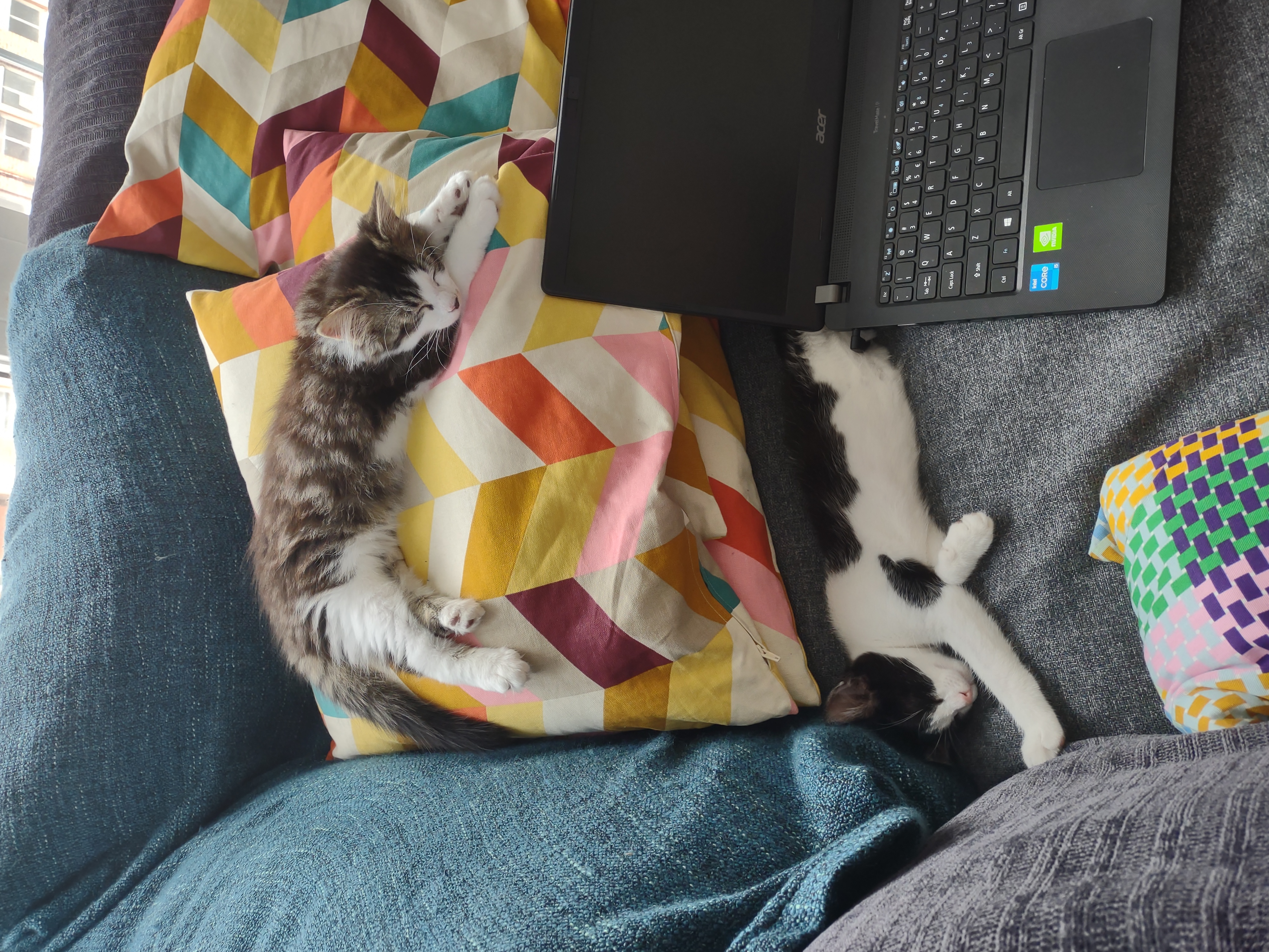 kittens on couch