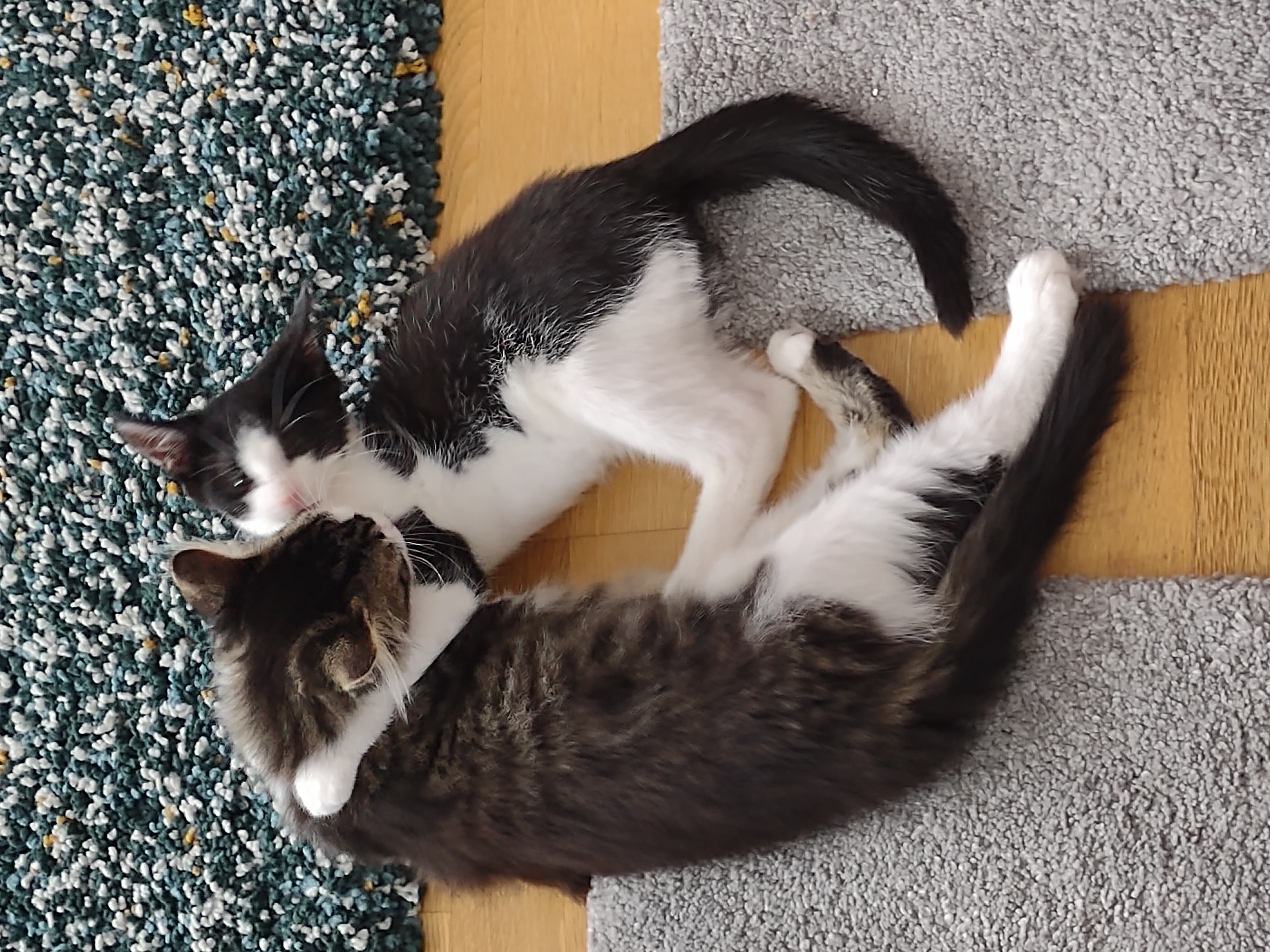 kittens on floor