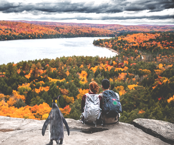 get-ready-penguin-fall.jpg
