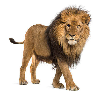 istockphoto-877369086-170667a.jpg