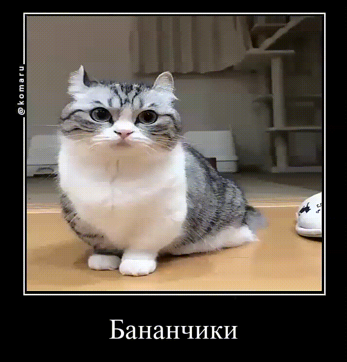 fOhzCPkURmIIGDHq.gif