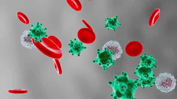 33110209-erythrocytes.jpg