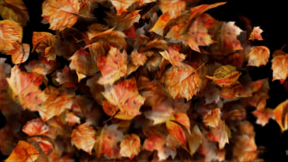 59736785-autumn-leaves.jpg