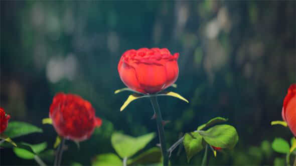 56667143-red-rose.jpg