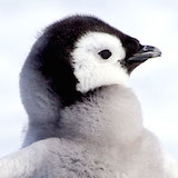 emperorchick1-tw1.jpg