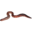 WORM.png