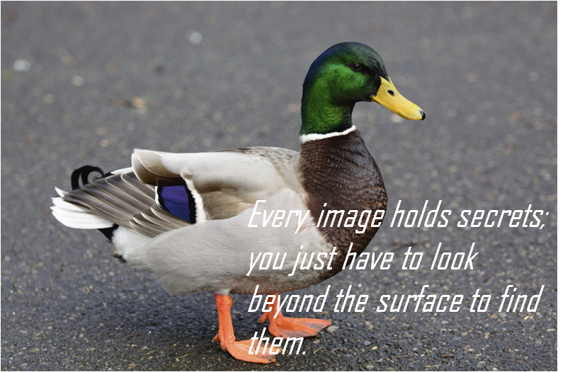 duck.png