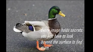 duck.png