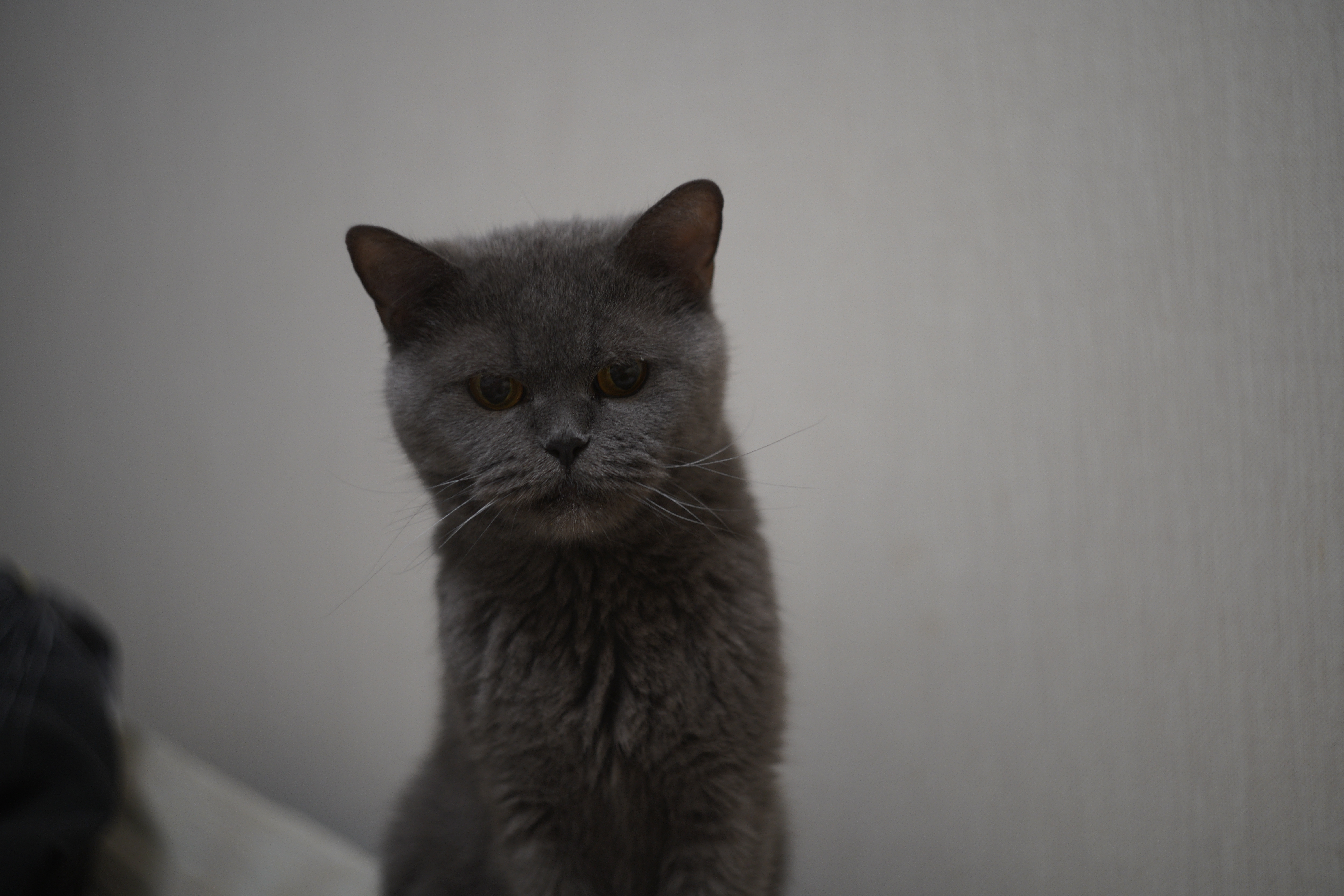 DSC00339.JPG