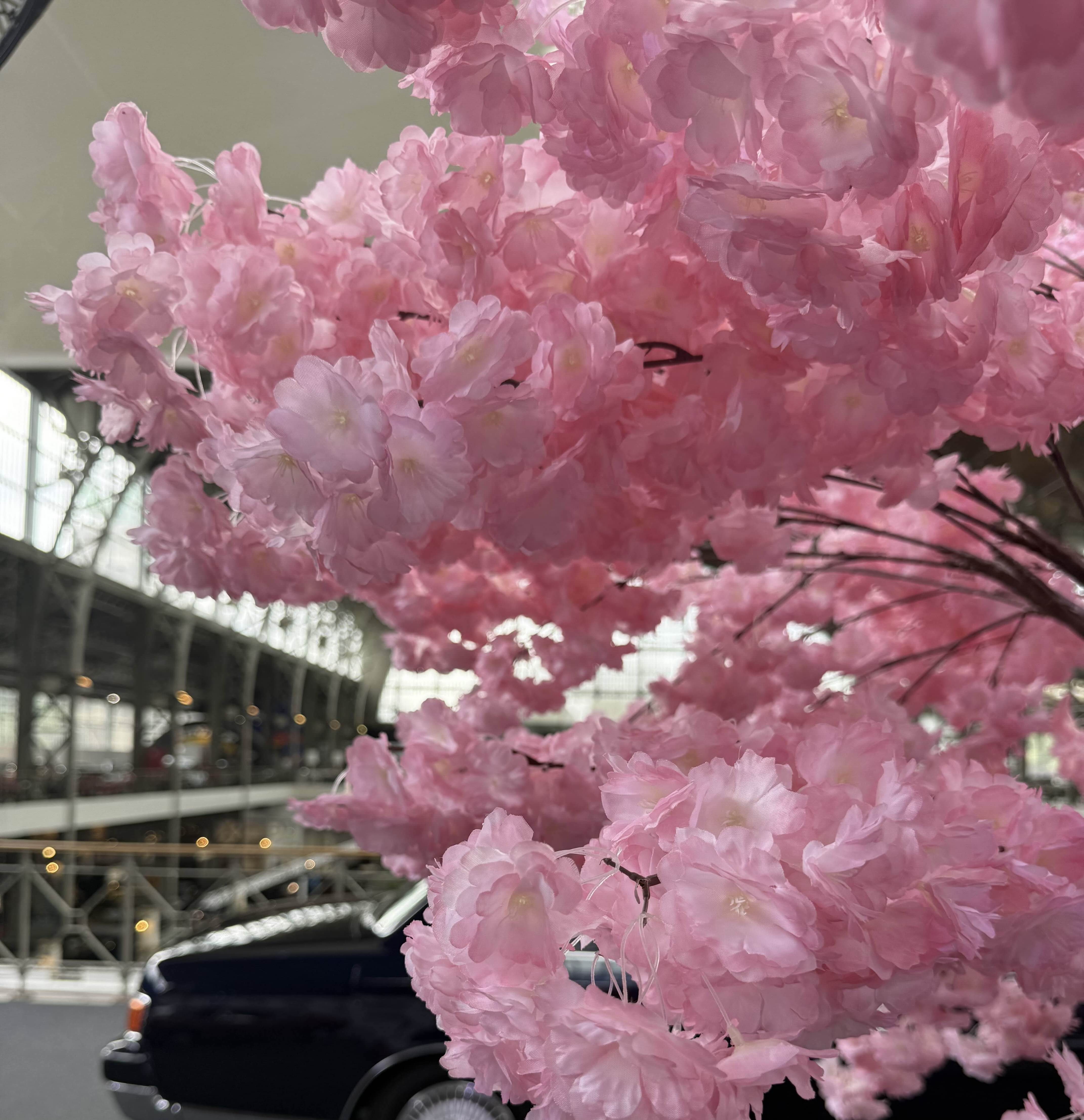 cherry-blossom.jpg