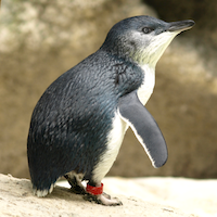 A Penguin