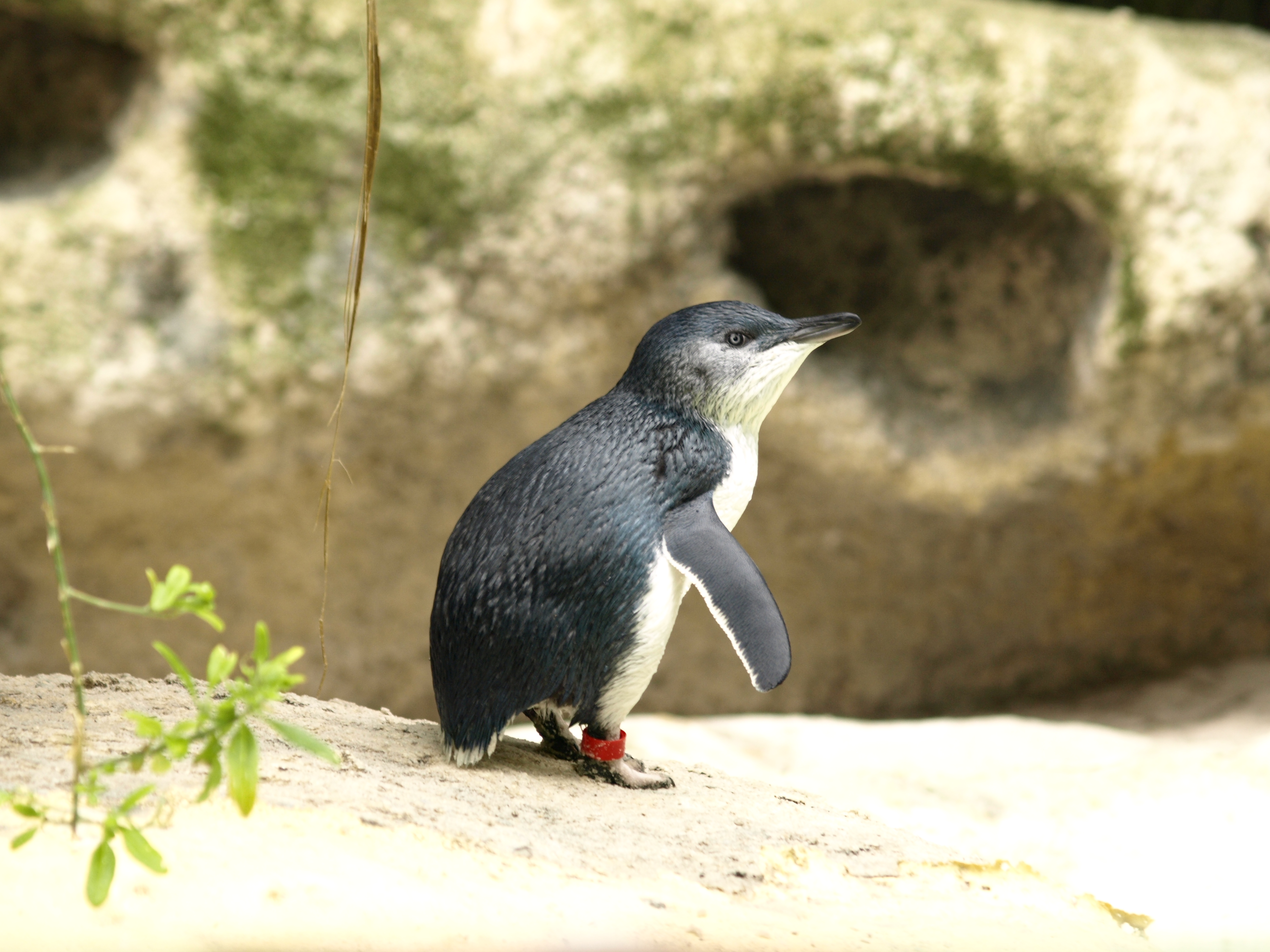 Penguin Avatar