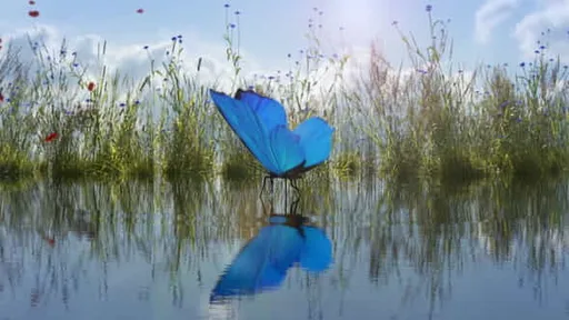 26501632-landing-butterfly.jpg