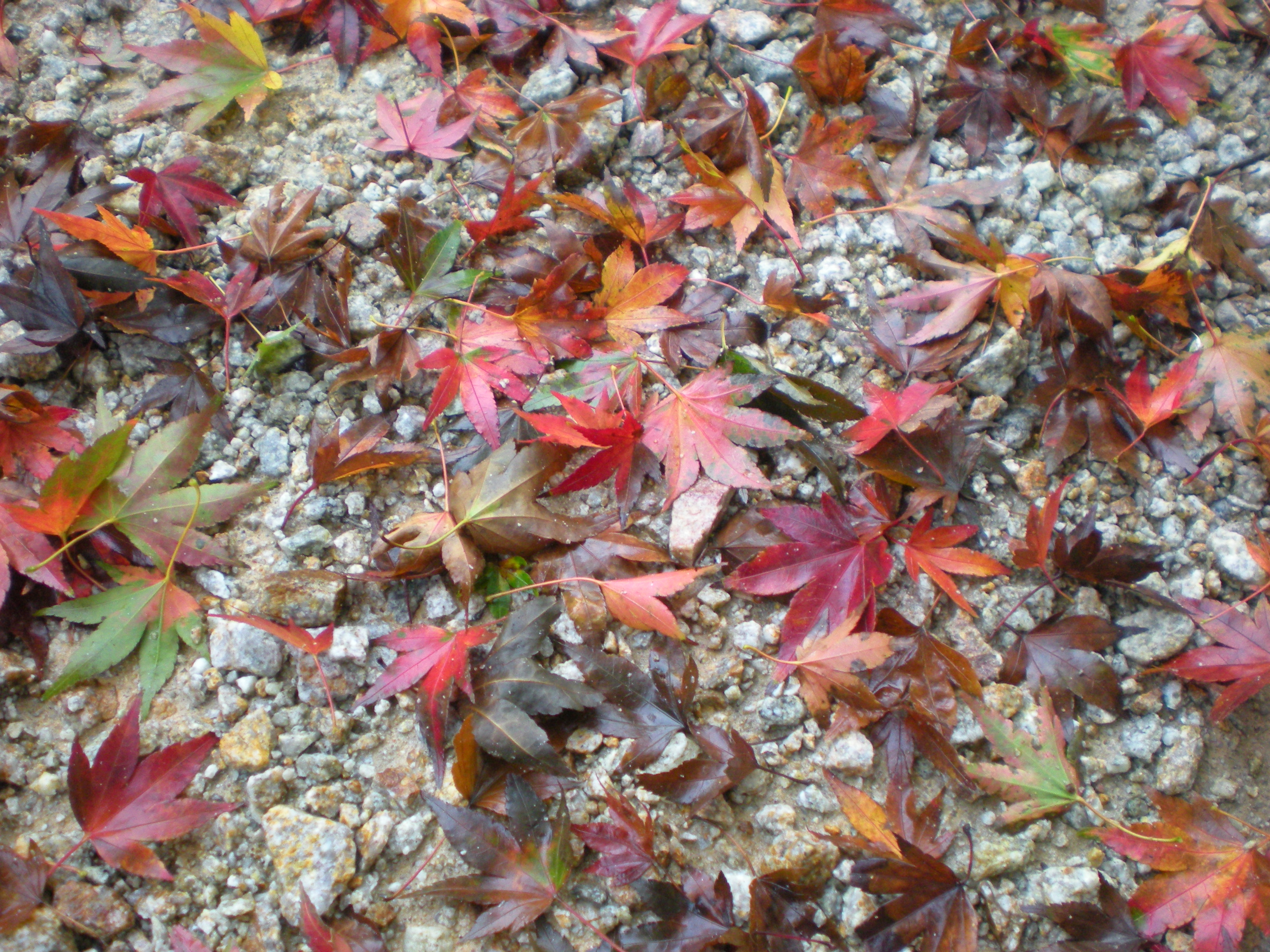 leaves